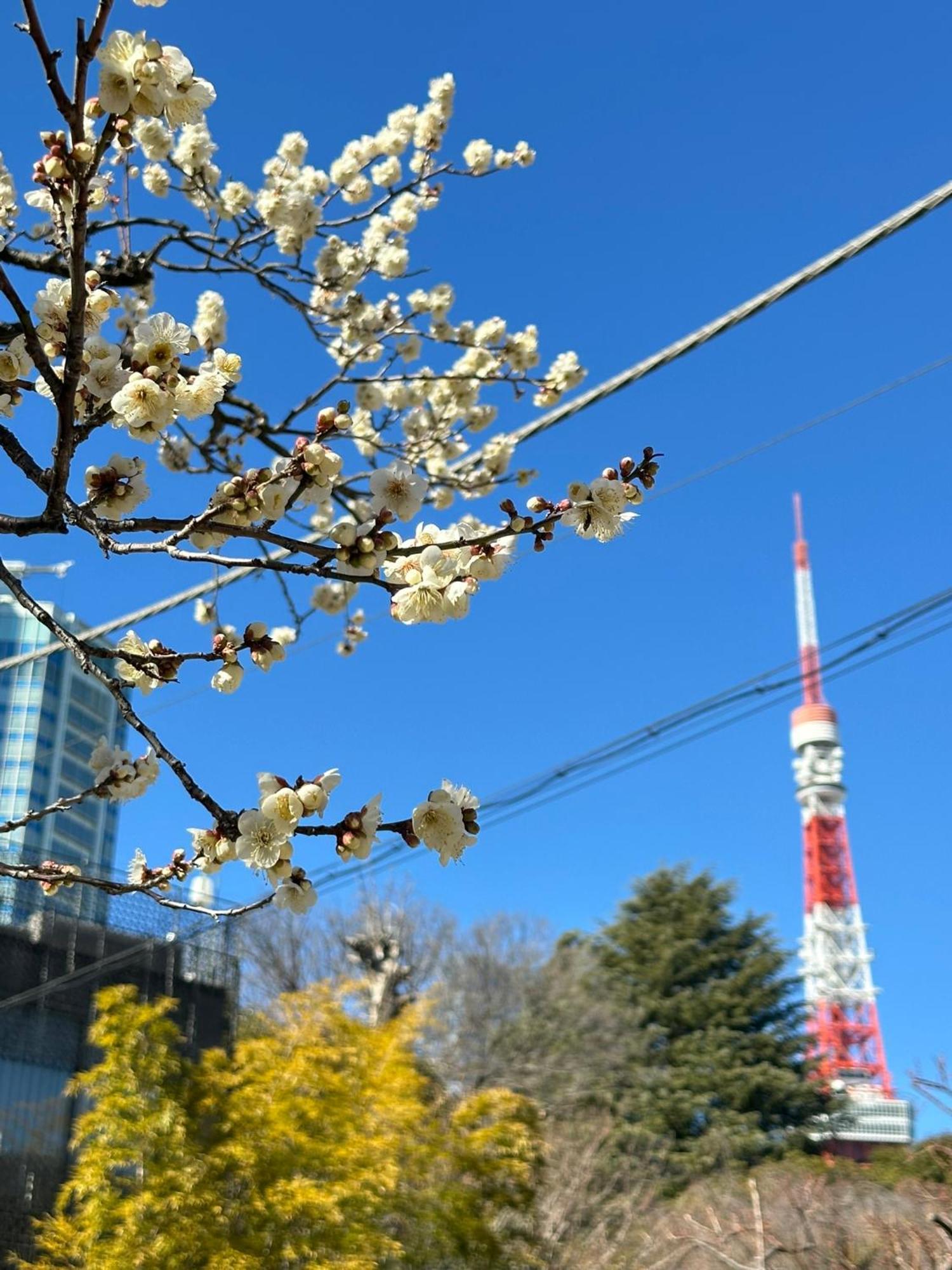 Rose Stay Tokyo Shiba Park Eksteriør billede